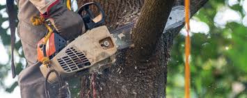 Best Fruit Tree Pruning  in Davie, FL