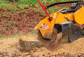 Professional Tree Removal in Davie, FL