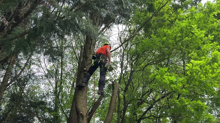 Best Stump Grinding and Removal  in Davie, FL