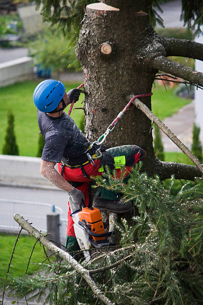 Best Tree Maintenance Programs  in Davie, FL
